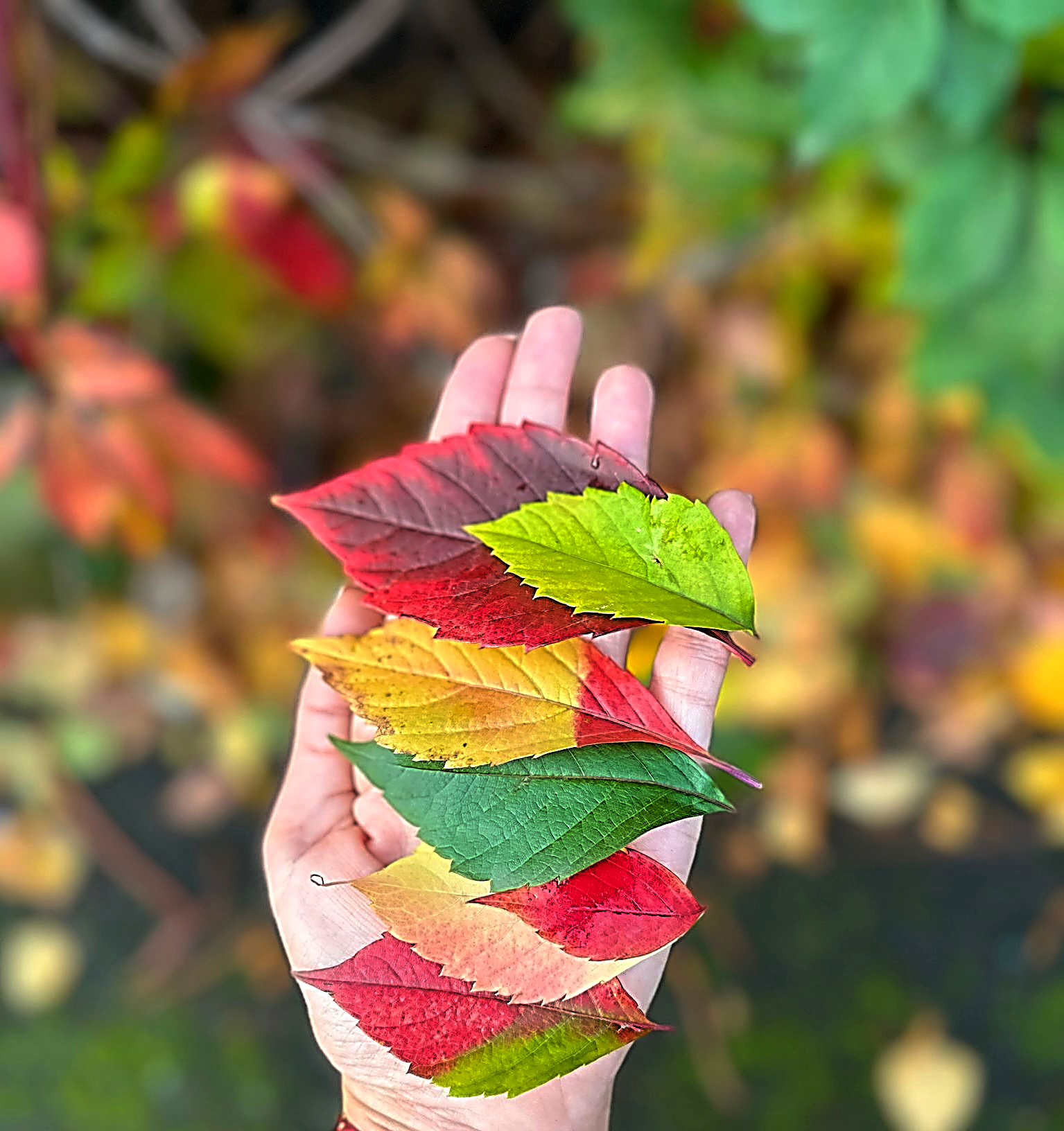 Leila's 'Autumn' shows various coloured leaves resting on a hand, with more colourful leaves below on the ground