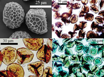 Sporopollenin microcapsules from Lycopodium clavatum loaded with a range of inorganic and organic nanomaterials