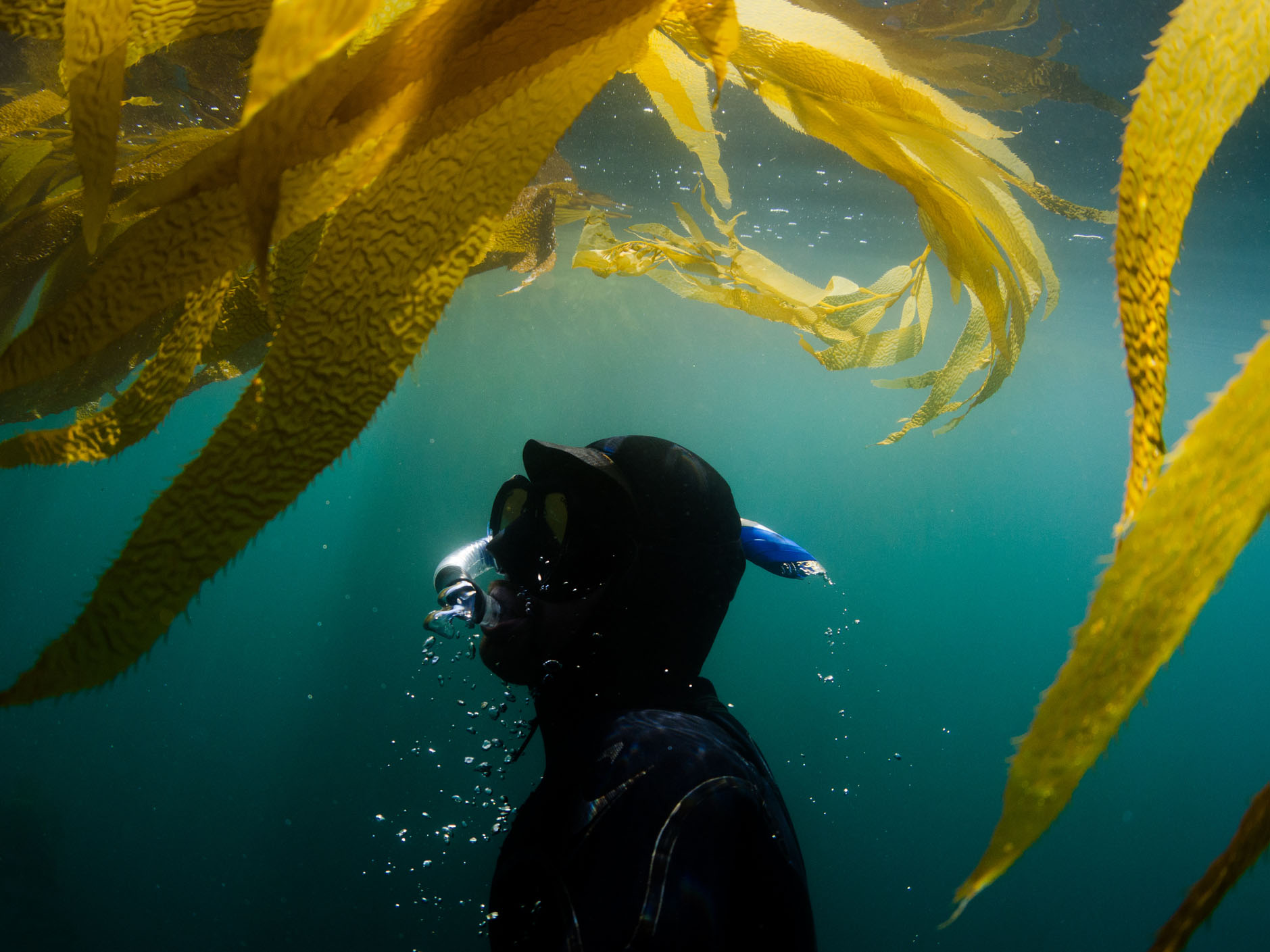 A diver surfacing in an ocean