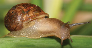 Snail slime acts as both a glue and a lubricant