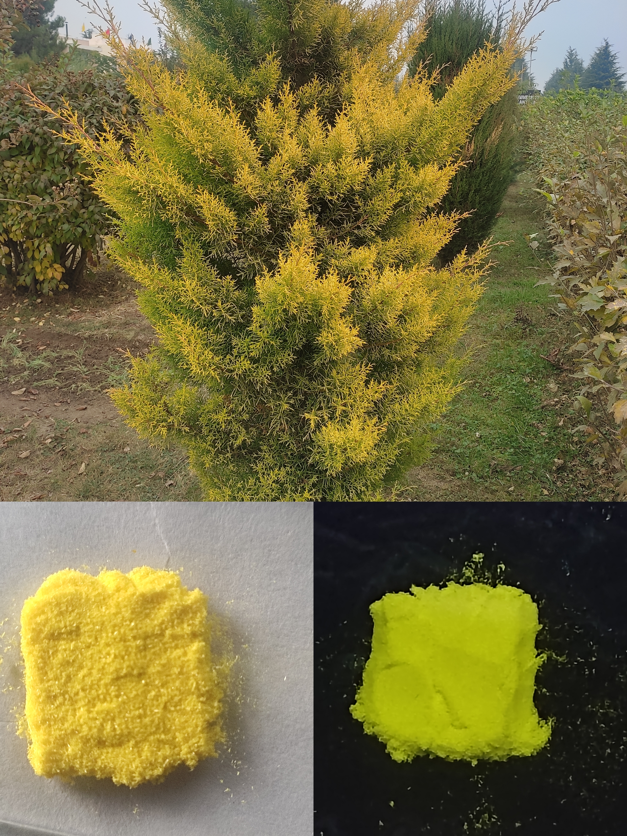 Shaista Lone's 'Twinning with the Autumn Season' shows a yellow-green shrub in one picture, above pictures of a yellow and a green compound