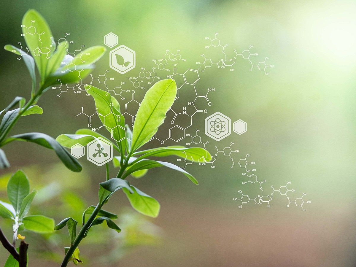 Directing biosynthesis VIII Main Image