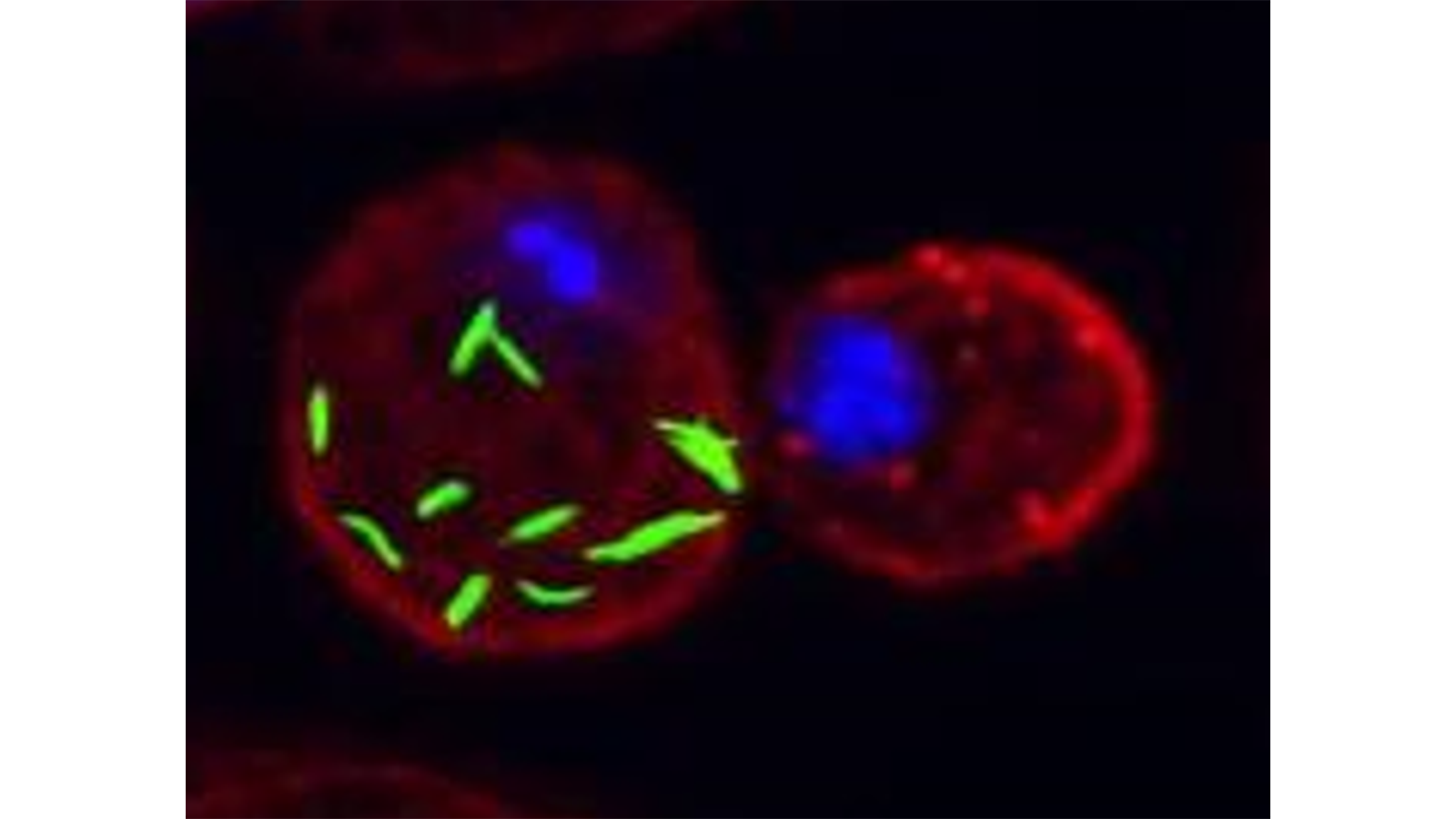 A close-up of a red and blue cell in special lighting by The Lipidomics Team