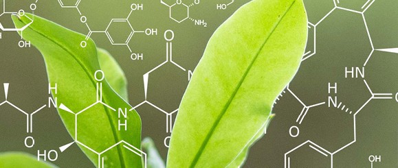 Biosynthesis graphic