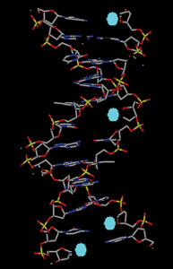 Damaged DNA with apyrimidinic sites
