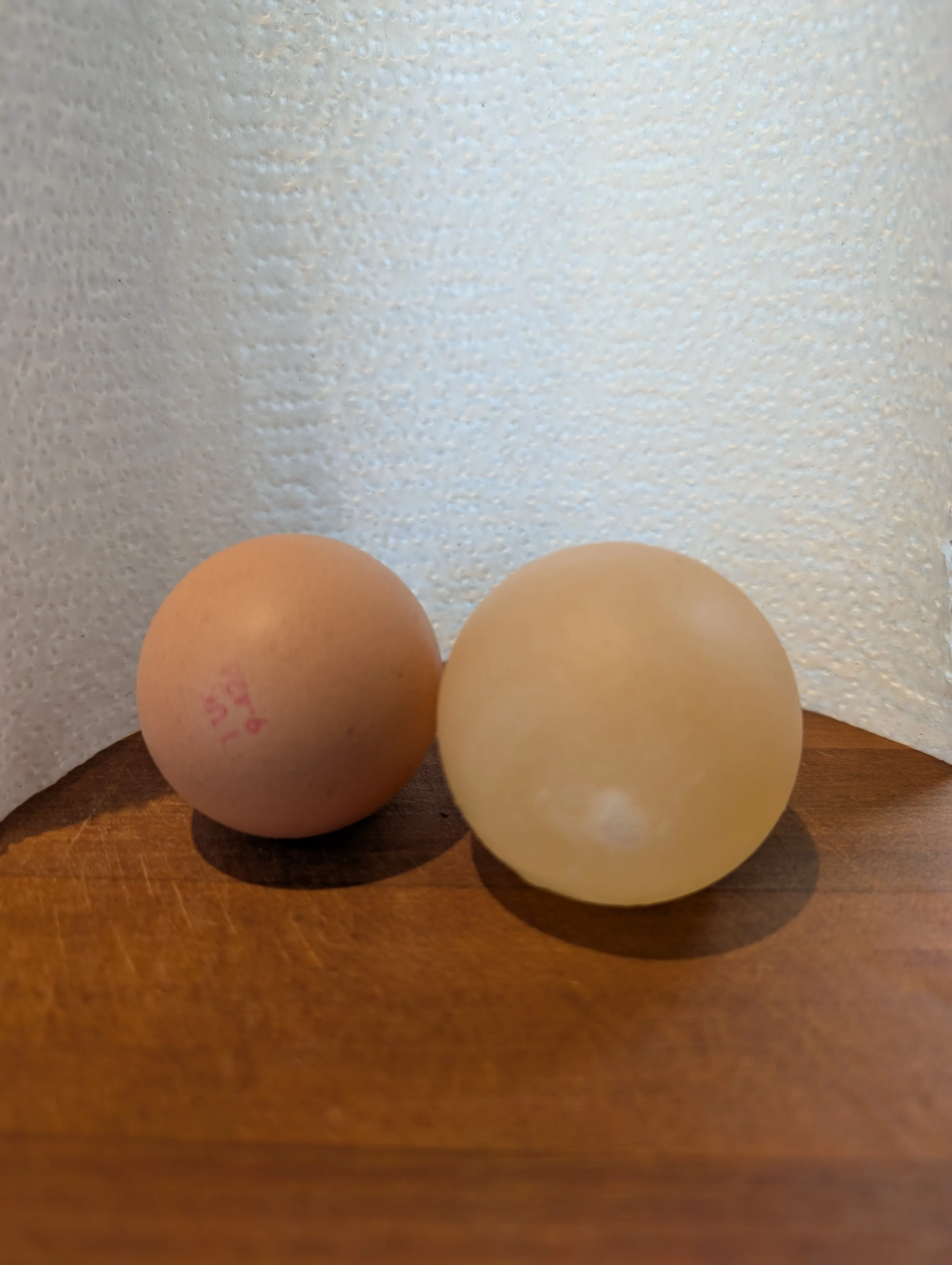 Easter egg - before and after comparison Two eggs on a table, the one on the left is normal where the one on the right has been changed by the experiment