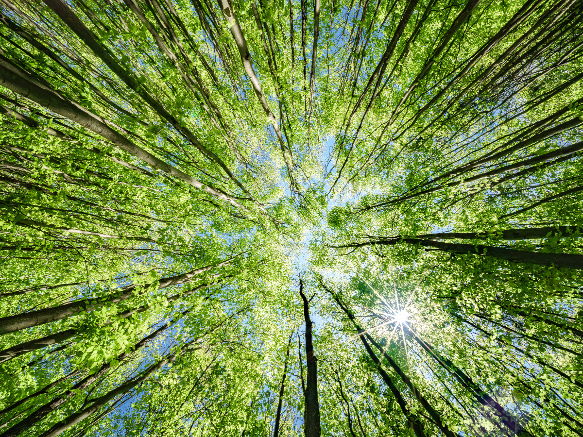 Looking up at tall green trees forming a sunlit forest canopy