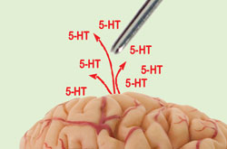 Diamond-coated microelectrodes could be used to detect serotonin in the brain